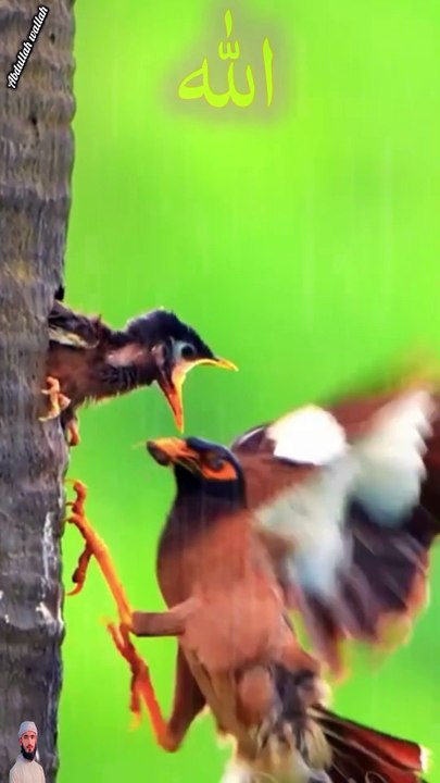 surah jummah 6 create #foryou #foryou #foryou #shorts #IslamicShorts #shortsvideo #shortfeed #NatureInspiredByQuran #bird