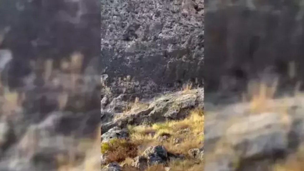 Nesli tükenme tehlikesi altındaki çizgili sırtlan Adıyaman’da görüntülendi