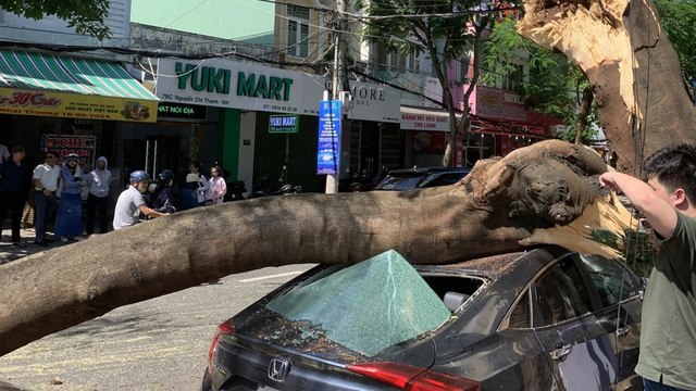 Nhành cây lớn bất ngờ gãy đổ, đè nát ô tô tại Đà Nẵng khiến người đi đường hoảng sợ | VTC Now