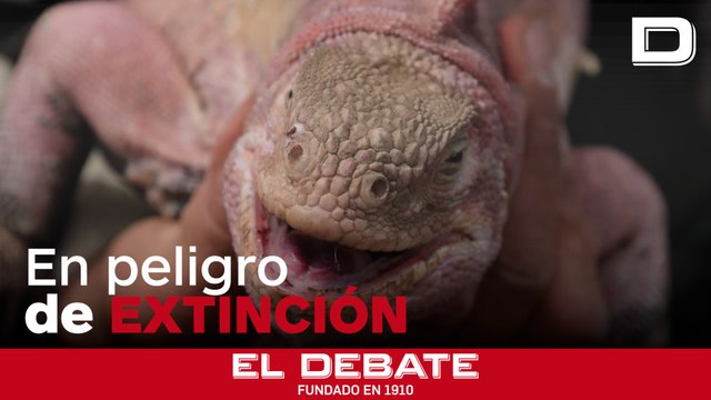 El nuevo programa para monitorear esta curiosa especie en las Galápagos