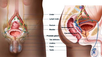 From Gadgets to Gear: How TC24 Urinary Support Covers It All