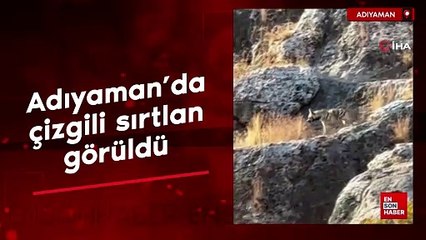 Adıyaman'da çizgili sırtlan görüldü