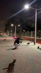 SO MANY CATS___ 🏻 _dubai _cats _animals(360P)