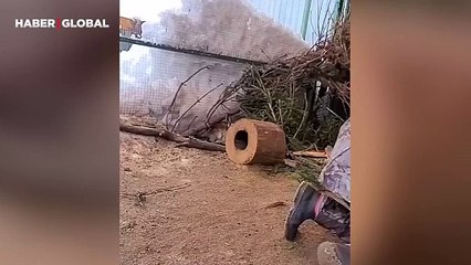 Tavşan kavgasının ortasında kalan kadının görüntüleri izlenme rekoru kırdı: Elinden zor aldı