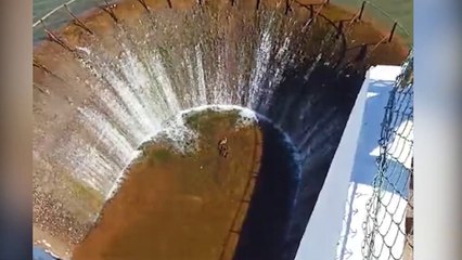 Família de patinhos causa alvoroço e vira atração em Cascavel