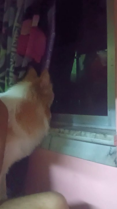 My dog sunny
