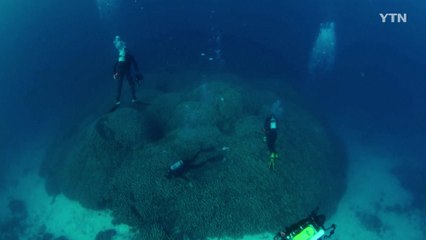 300년 묵은 세계 최대 '단일종' 산호초 발견 / YTN