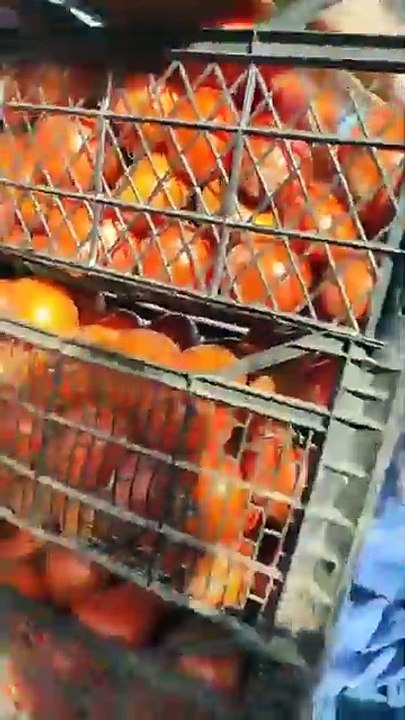 تراجع ملحوظ في سعر الطماطم ... الفيديو أخذ يوم أمس الجمعة 2024/11/15