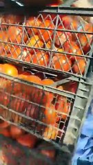 تراجع ملحوظ في سعر الطماطم ... الفيديو أخذ يوم أمس الجمعة 2024/11/15