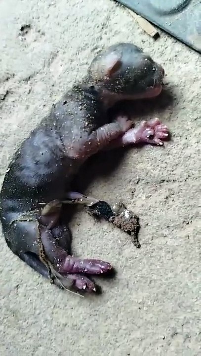 Gata tem filhotes de cachorro e choca população de cidade na Bahia: "É o fim do mundo"