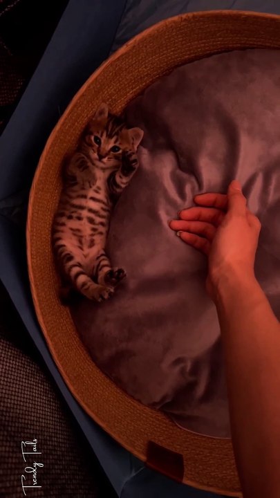 Tiny Tiger