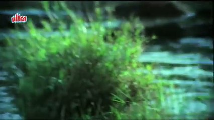 Hum To The Anjaane / Anuradha Paudwal/1990 Jungle Love