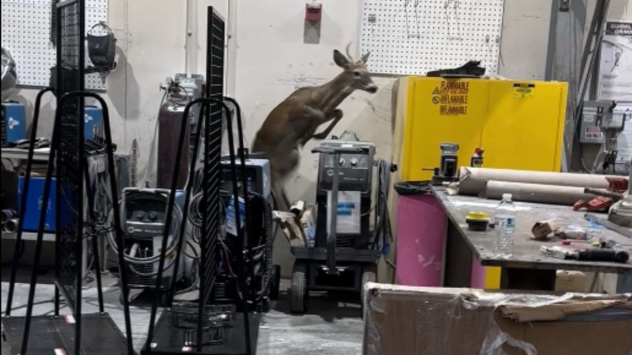 Curious deer gets trapped in a maintenance shop and creates a big mess