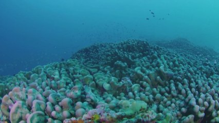 World's largest coral discovered in Solomon Islands
