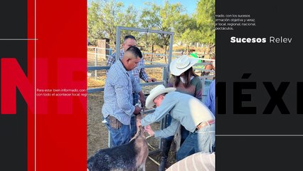 Inicia vacunación en ganado caprino en San Buenaventura para evitar fiebre por frío