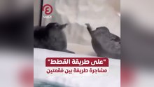 "على طريقة القطط" مشاجرة طريفة بين فقمتين