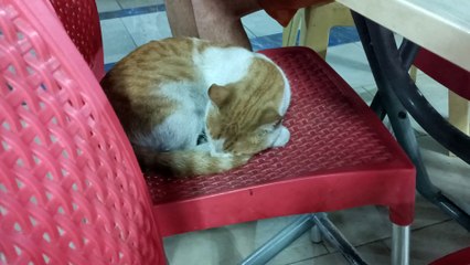 Cute stray cat worked too hard and fell asleep on the sofa
