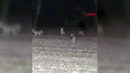 Ankara'da kurt sürüsü traktörün etrafını sardı