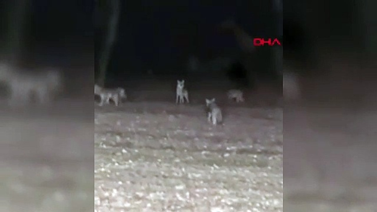 Ankara'da kurt sürüsü traktörün etrafını sardı