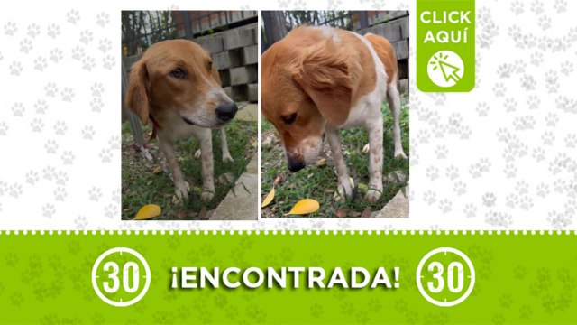 Hermosa y timida perrita en Niquía