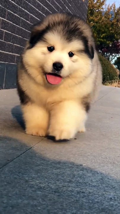 CUTEST Pets Animals EVER!