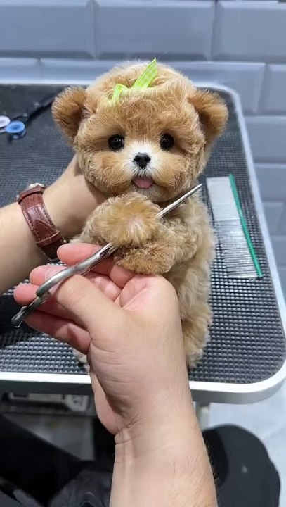 CUTEST Pets Animals EVER!