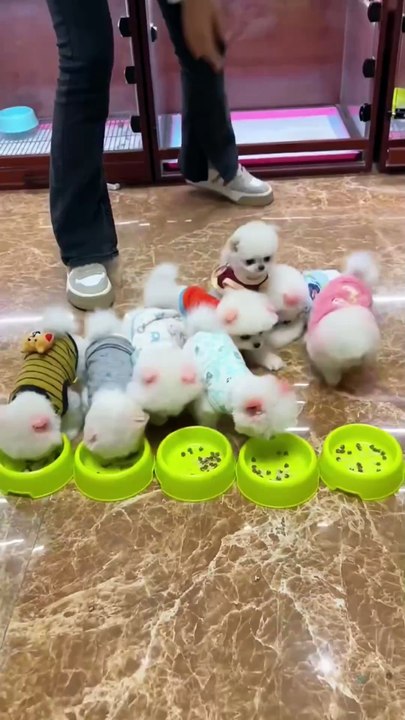 CUTEST Pets Animals EVER!
