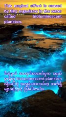 Glowing Beaches: Nature’s Nighttime Magic 🌌✨