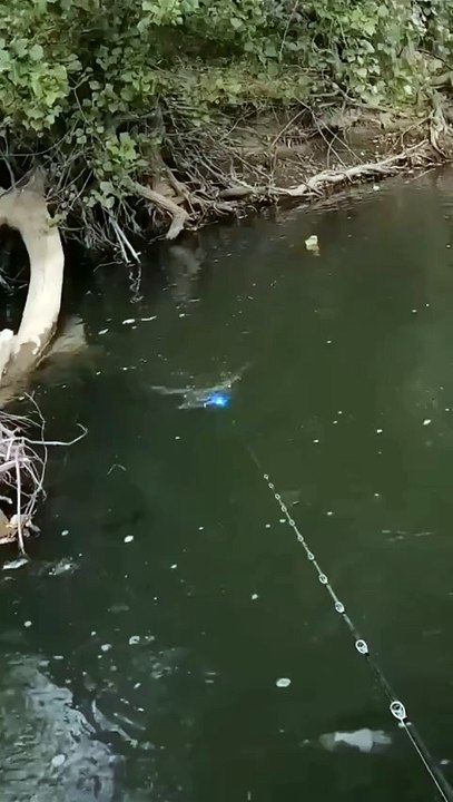 Video Mancing (9)