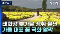 국화 활짝 핀 도심 정원...태화강 늦가을 정취 물씬 / YTN