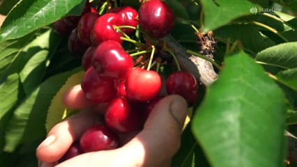 Agriculture industry raises concern about the impact on food prices after varroa mite outbreaks