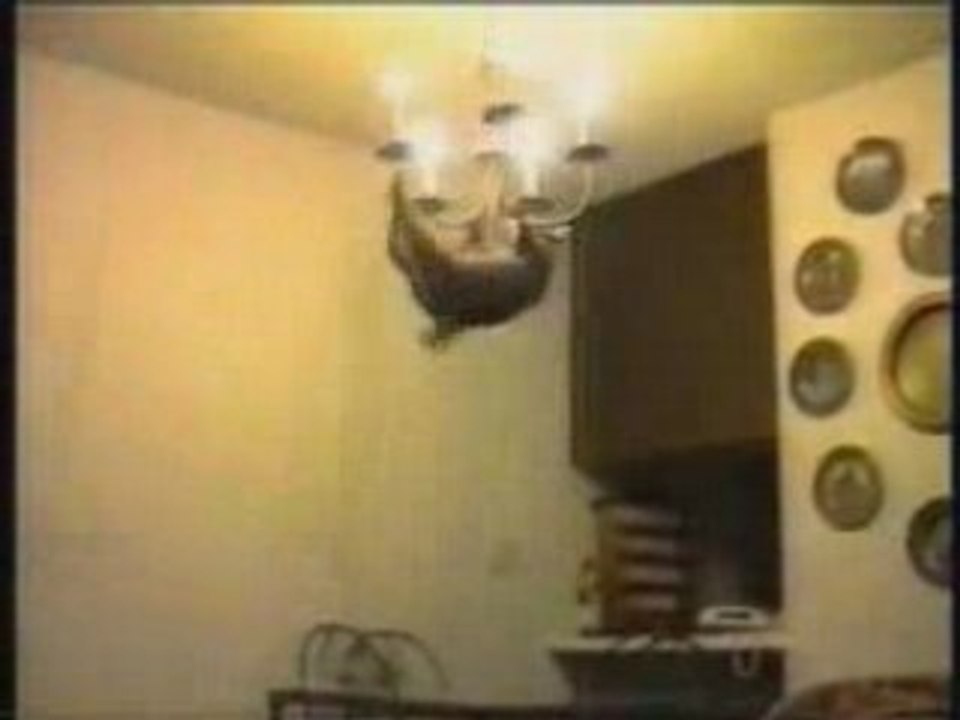 Bêtisier sur les chats