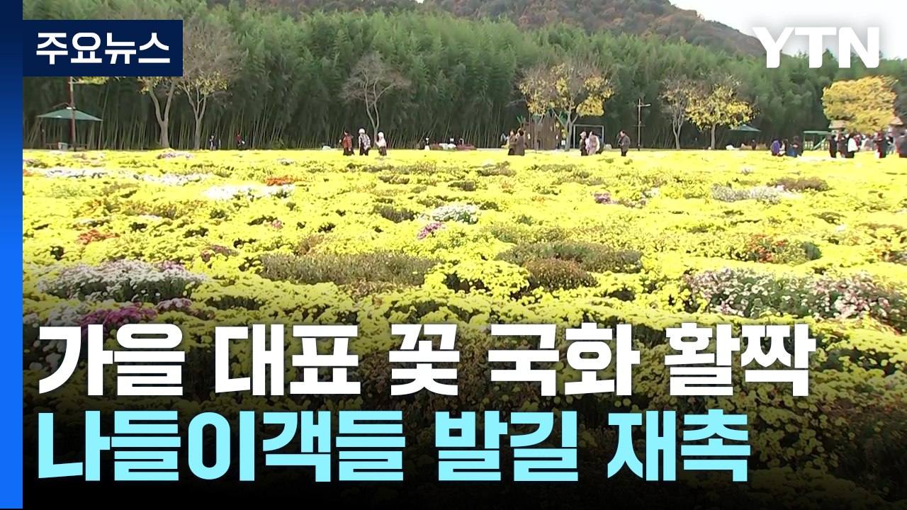 늦가을 정취 물씬 도심 정원...태화강에 국화꽃 활짝 / YTN