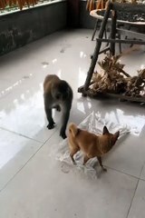 2024 best animals videos #cutecatvideos #funnycatvideos #cuteanimals #funny #reels #shortsvideo  #shorts #animal #funny animals #cat #animals #fyp