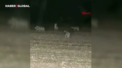 Kurt sürüsü traktörün etrafını sardı; İşte dehşete düşüren o anlar