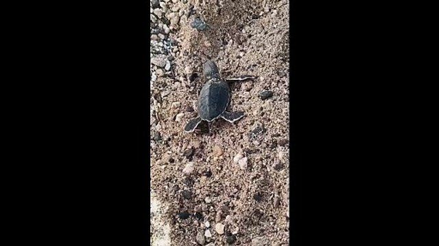 Des bébés tortues nés à Kélonia bientôt relâchés