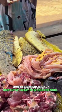 Heartwarming Turtle Rescue Mission 🐢 _ Villagers Save Turtles from Slaughter #shorts