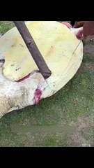 Heartwarming Turtle Rescue! Saving a Life in 30 Seconds! #shorts