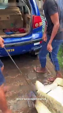 Epic Sea Turtle Rescue! Giant Old Turtle Saved and removed Barnacles! 🐢 #Shorts