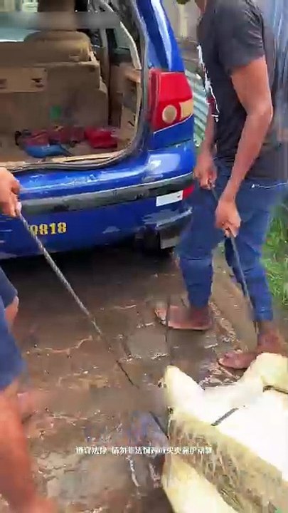 Epic Sea Turtle Rescue! Giant Old Turtle Saved and removed Barnacles! 🐢 #Shorts