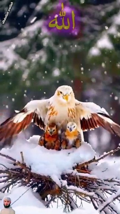 surah jummah 1 1 create #foryou #foryou #foryou #shorts #IslamicShorts #shortsvideo #shortfeed #NatureInspiredByQuran #bird