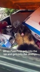 Ce petit opossum est complètement ivre