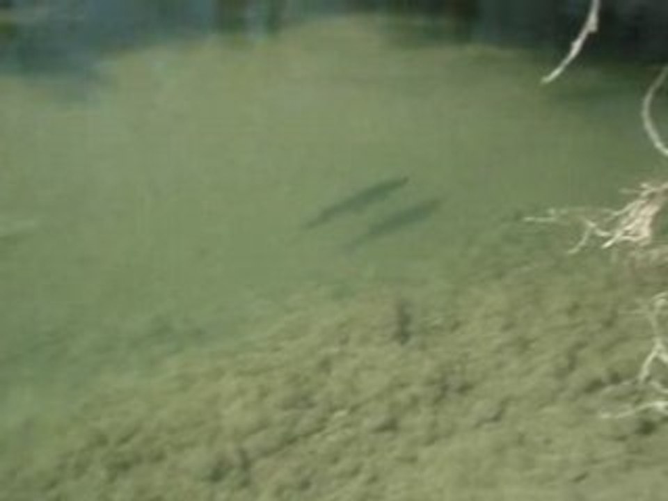 2 Brochet dans la Tille