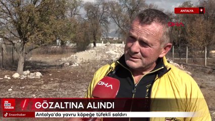 Antalya'da yavru köpeğe tüfekli saldırı