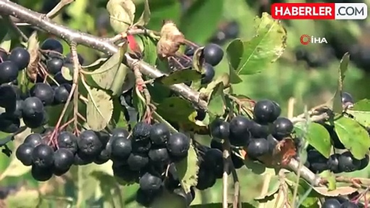 Yalova'nın Coğrafi İşaretli Aronya Üretimi Yüzleri Gülendiriyor