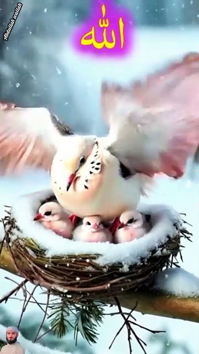 surah jummah 12  create #foryou #foryou #foryou #shorts #IslamicShorts #shortsvideo #shortfeed #NatureInspiredByQuran #bird