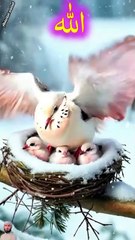 surah jummah 12  create #foryou #foryou #foryou #shorts #IslamicShorts #shortsvideo #shortfeed #NatureInspiredByQuran #bird