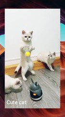 Cute cat 😻 #viralvideo #trendingvideo