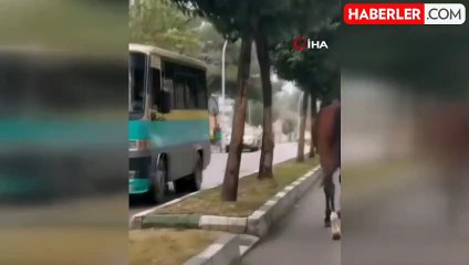 Karabük'te Başlıca Tehlikeler: Yerinden Çıkan Mazgal ve Başıboş At