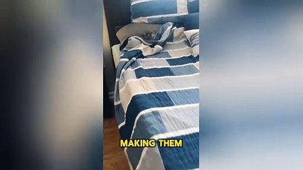 Chinchillas Rare Exotic Pets That Will Melt Your Heart!